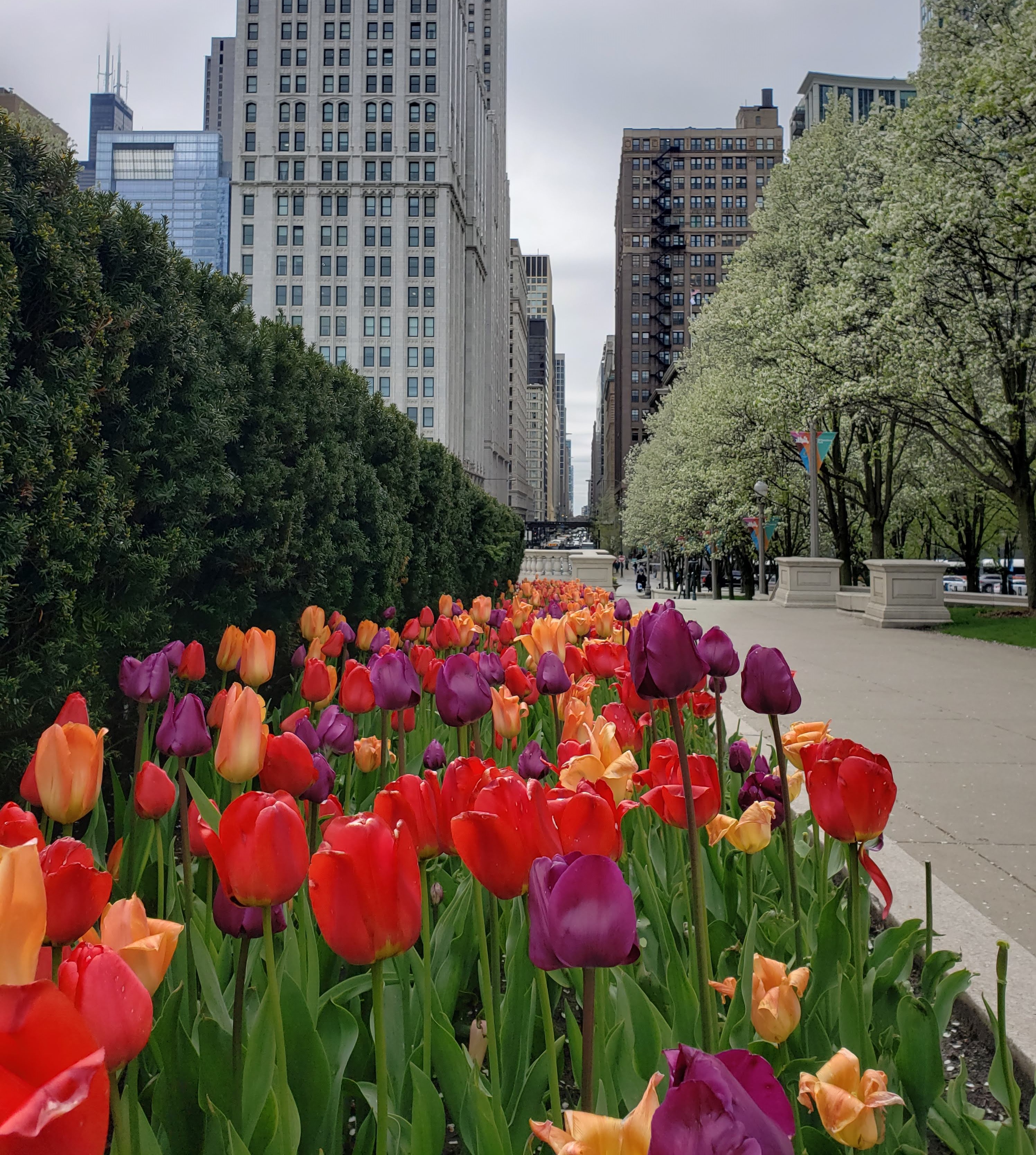 Tulips near Millennium Park during a cloudy Spring afternoon